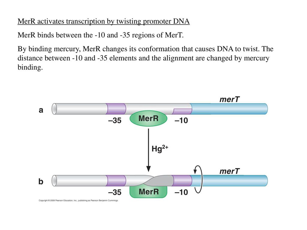 MerR activates transcription by twisting promoter DNA
