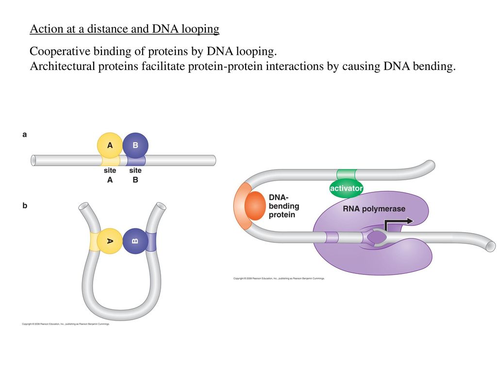 Action at a distance and DNA looping