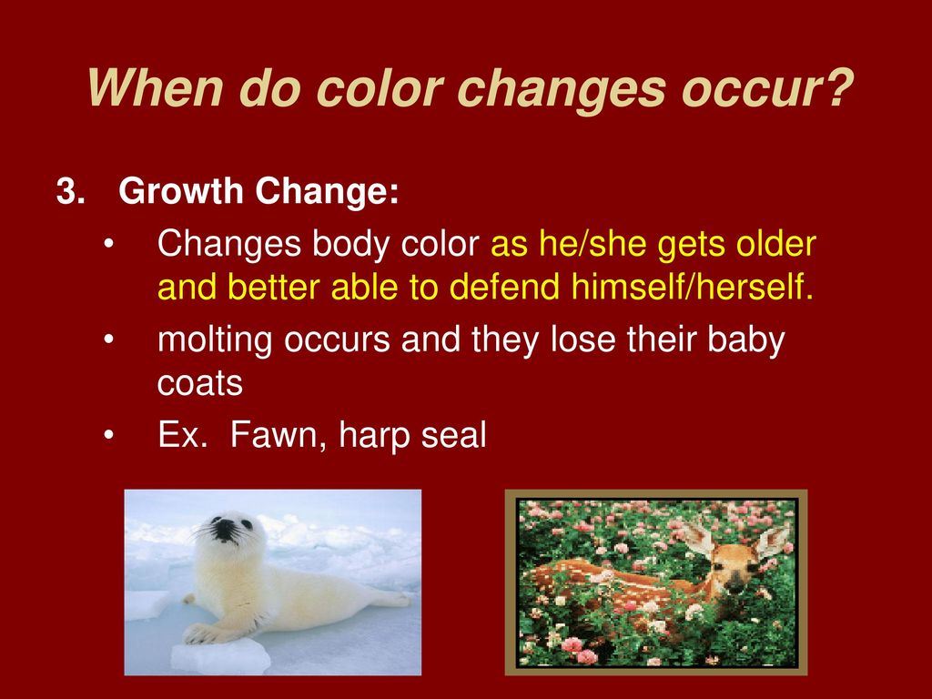 Animal Adaptations. - ppt download