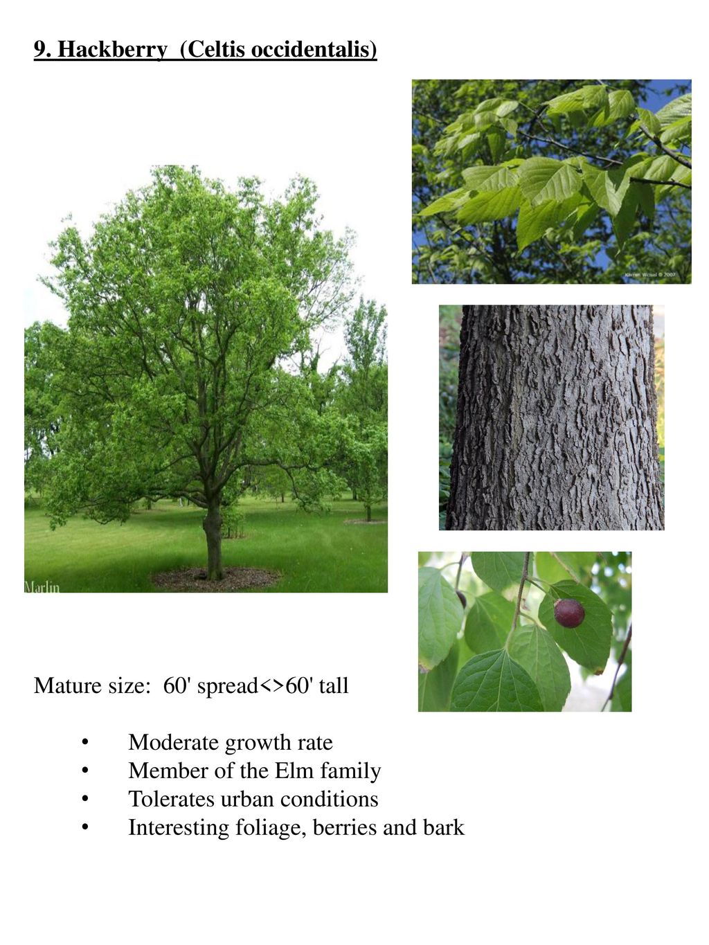 Recommended Tree Species for the GE Realty Plot - ppt download