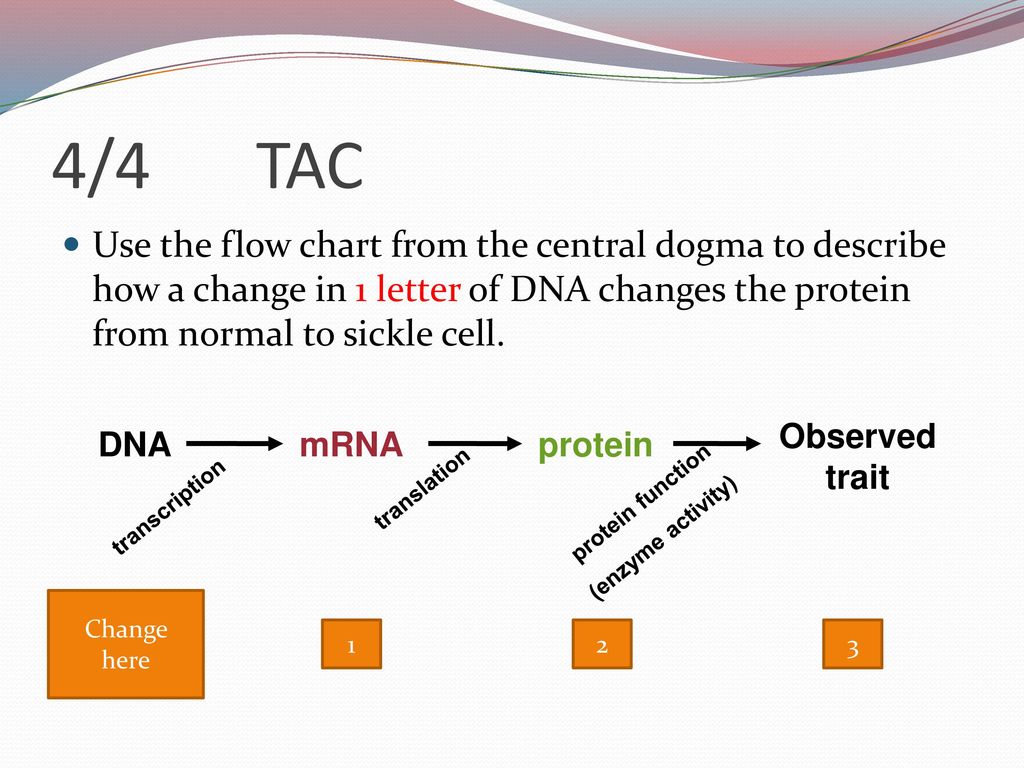 Central Dogma Flow Chart