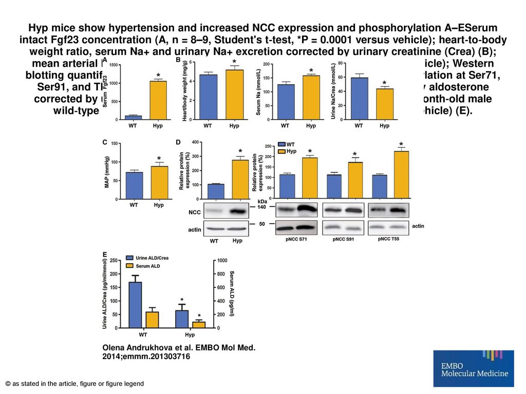 Hyp mice show hypertension and increased NCC expression and phosphorylation A–ESerum intact Fgf23 concentration (A, n = 8–9, Student s t‐test, *P = versus vehicle); heart‐to‐body weight ratio, serum Na+ and urinary Na+ excretion corrected by urinary creatinine (Crea) (B); mean arterial blood pressure (C, n = 8–9, Student s t‐test, *P < 0.05 versus vehicle); Western blotting quantification of renal NCC membrane expression and NCC phosphorylation at Ser71, Ser91, and Thr55 (pNCC S71, pNCC S91, pNCC T55) (n = 8–9) (D); and urinary aldosterone corrected by urinary creatinine and serum aldosterone concentrations in 3‐month‐old male wild‐type (WT) and Hyp mice (n = 8–9, Student s t‐test, *P < 0.05 versus vehicle) (E).