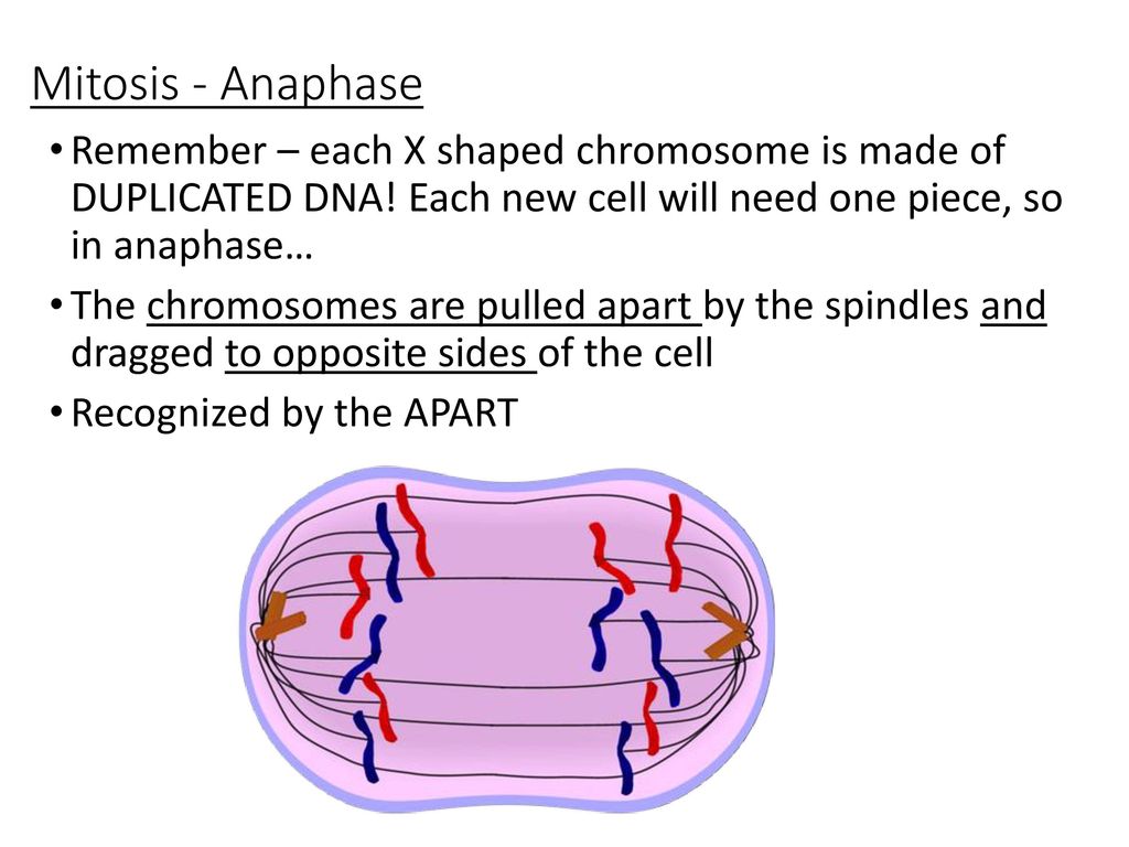 The Cell Cycle and Asexual Reproduction (Mitosis) ppt download Biology Diagrams