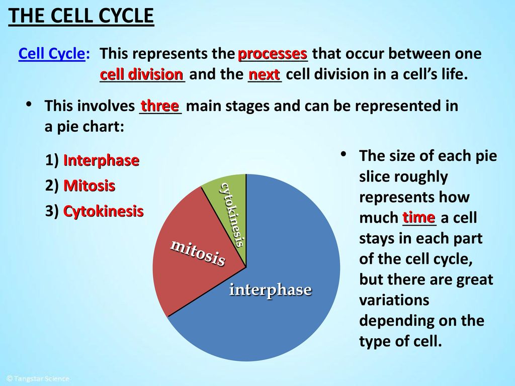 Cell Division Pie Chart