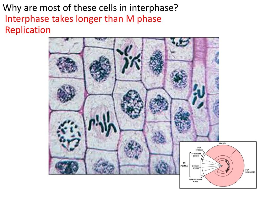 The diagram below represents the ppt download Biology Diagrams