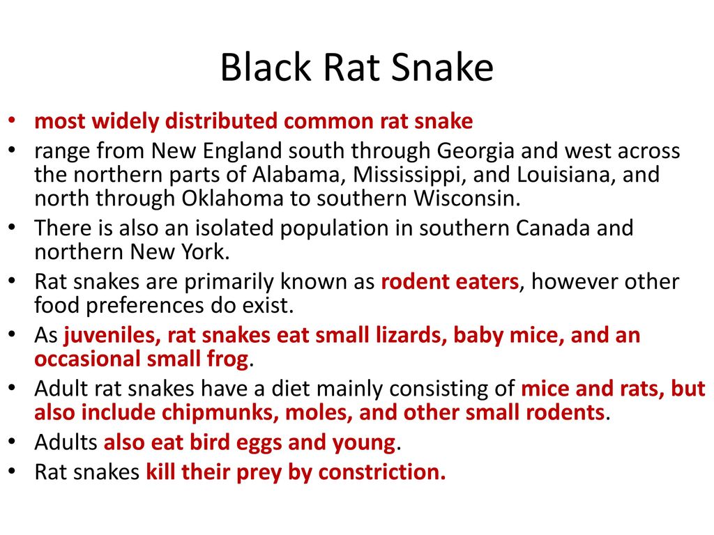 Black Rat Snake most widely distributed common rat snake - ppt download