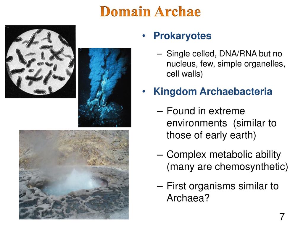 Domain Archae Prokaryotes Kingdom Archaebacteria