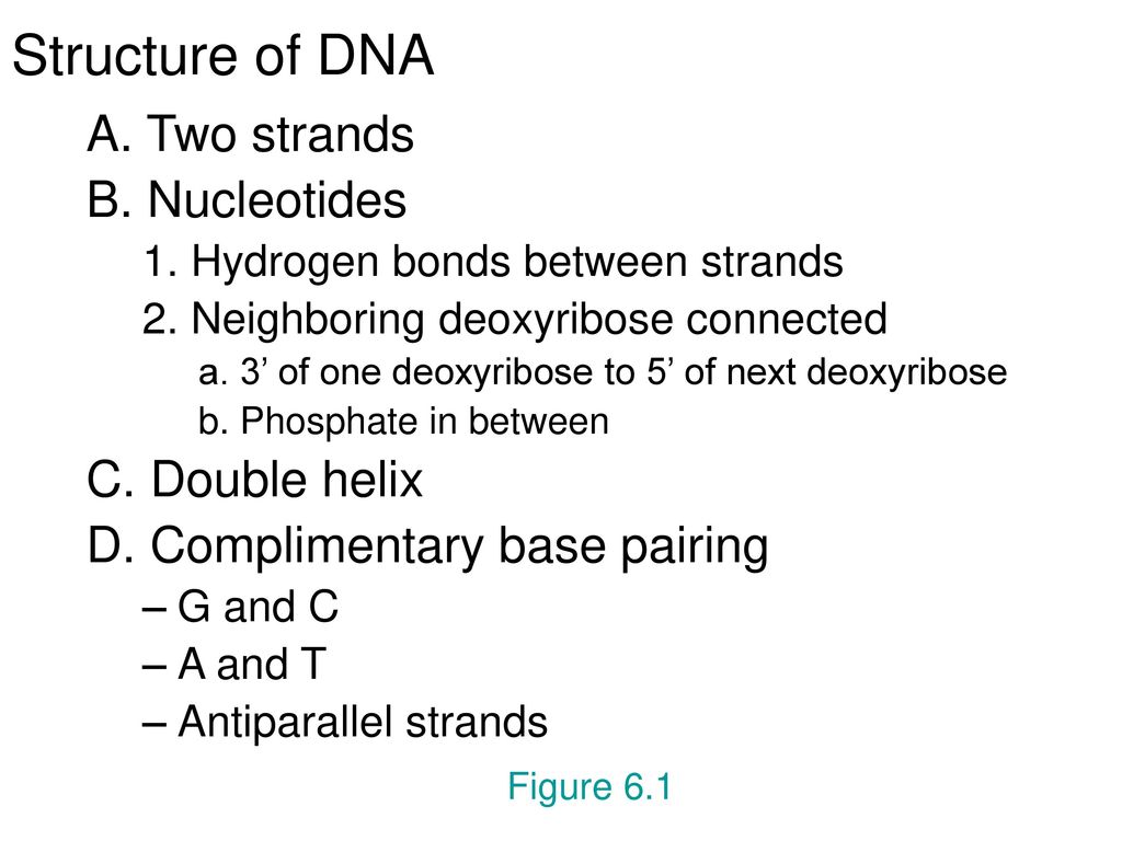 Structure of DNA A. Two strands B. Nucleotides C. Double helix