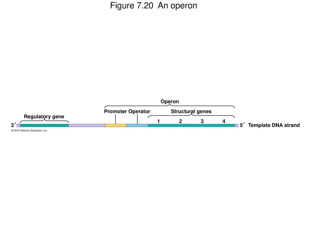 Figure 7.20 An operon Operon Promoter Operator Structural genes