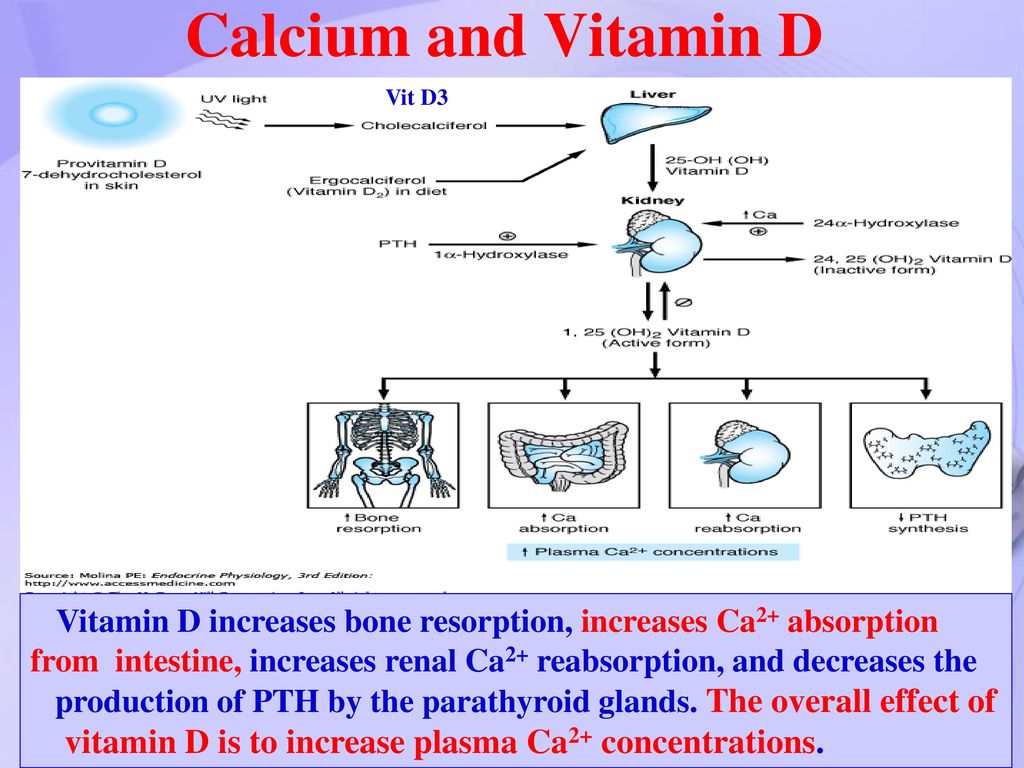 Pharmacology Of Drugs Used In Calcium Vitamin D Disorders