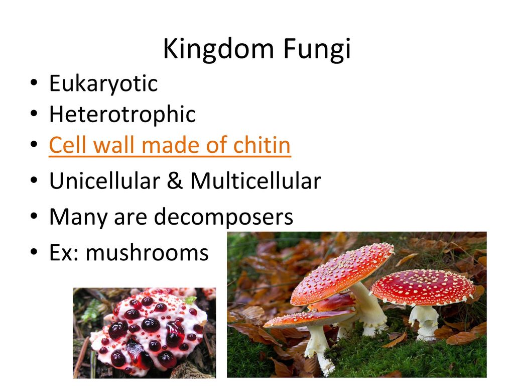 Taxonomy & Kingdoms STAAR Review - ppt download