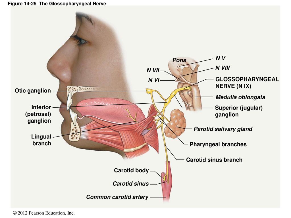 Лицевой языкоглоточный нерв. Языкоглоточного нерва иннервирует. Nervus glossopharyngeus схема. Языкоглоточный нерв (n. glossopharyngeus). Языкоглоточный нерв зона иннервации.