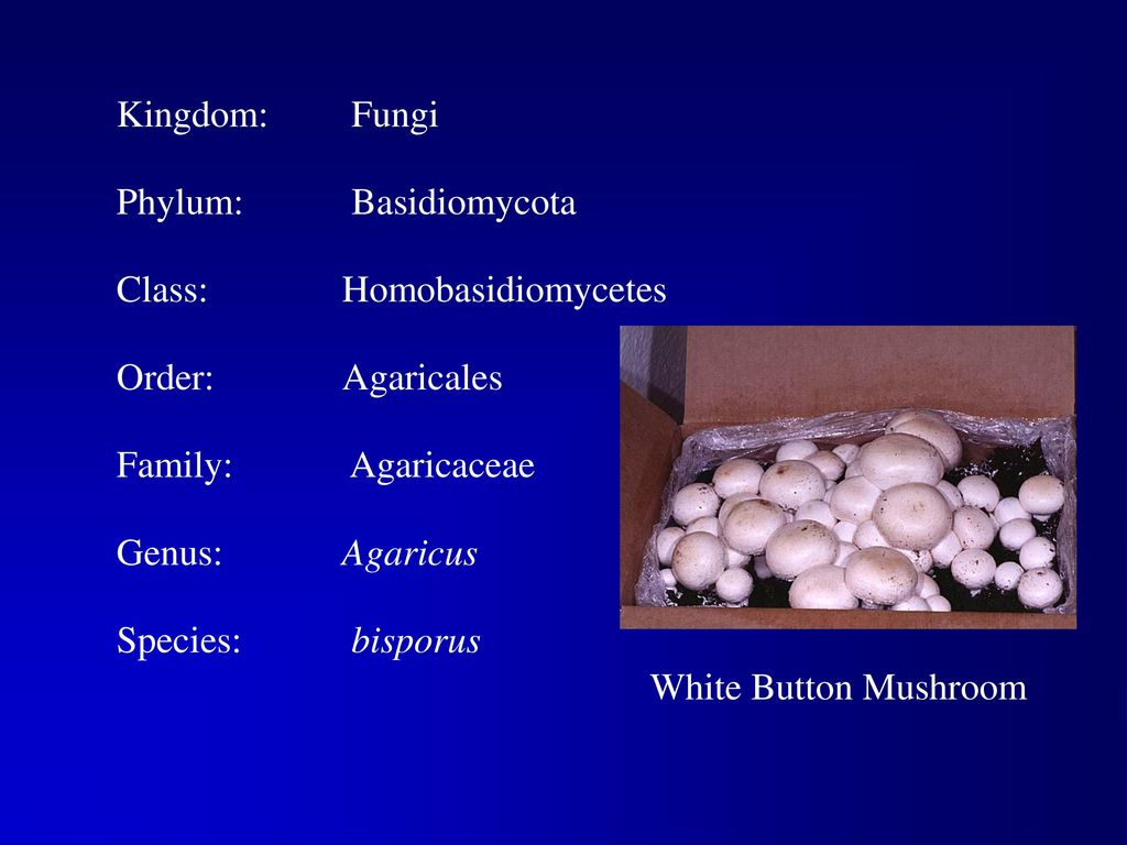 Button Mushroom Classifications