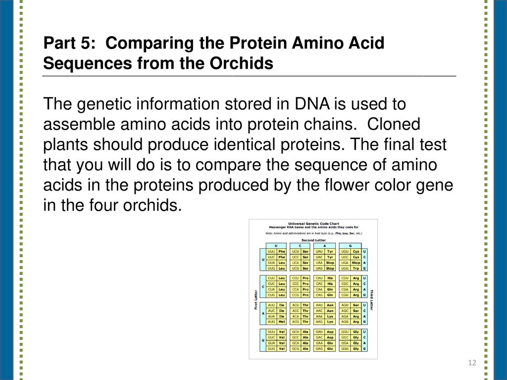 Part 5: Comparing the Protein Amino Acid Sequences from the Orchids
