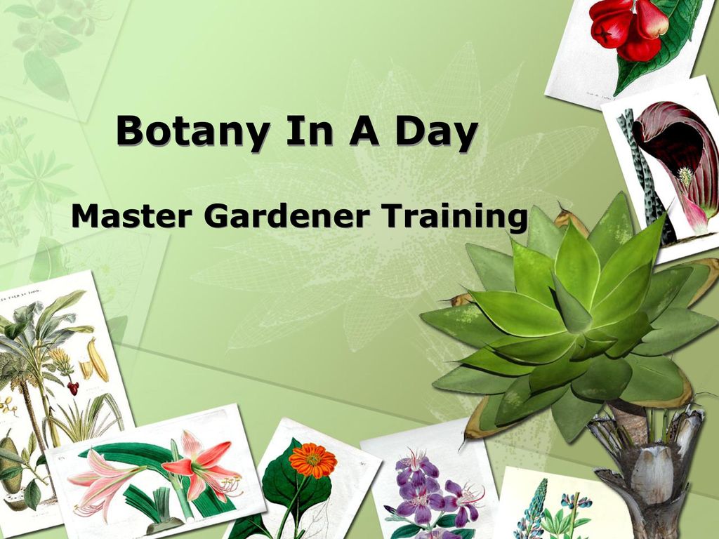 Master Gardener Training - Ppt Download