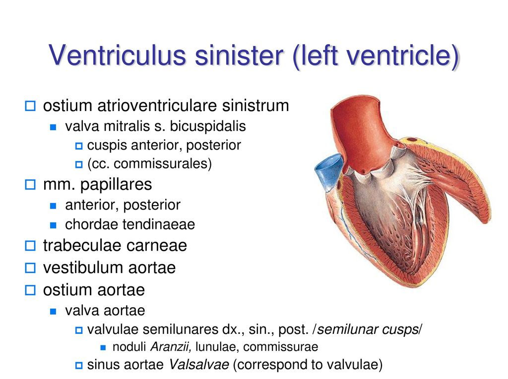 Cordis латынь. Ventriculus Sinistrum. Ventriculus латинский. Ventriculus Sinister анатомия.