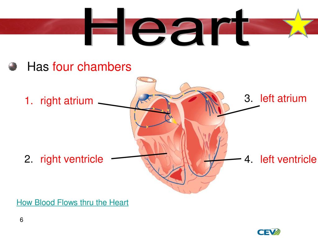 Heart iv. Atrium Heart. Atria and two ventricles. Four Chambered Heart. Right in the Heart.