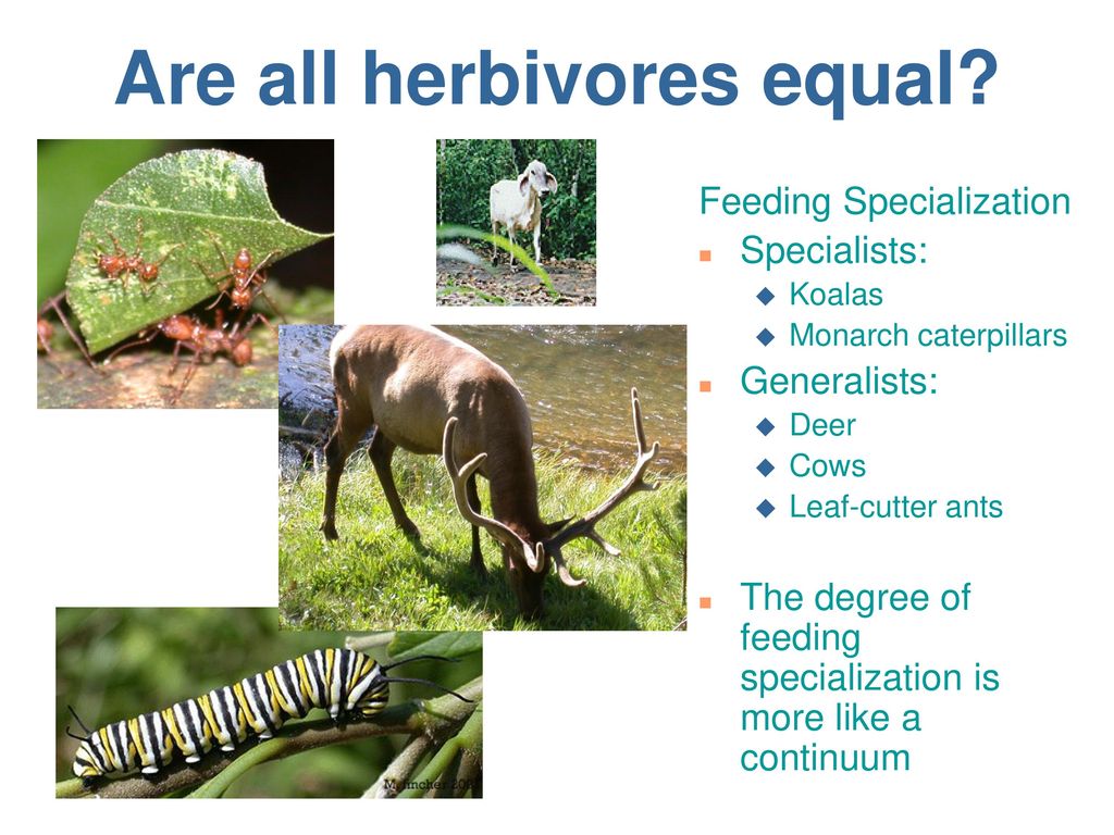 Herbivory What is herbivory? - ppt download
