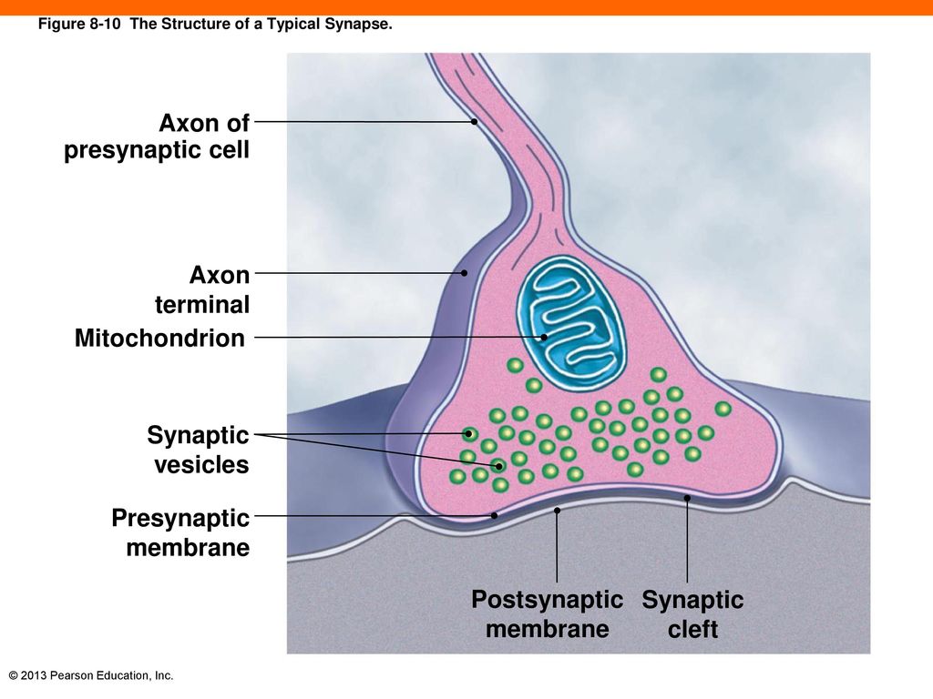 8 The Nervous System. - ppt download