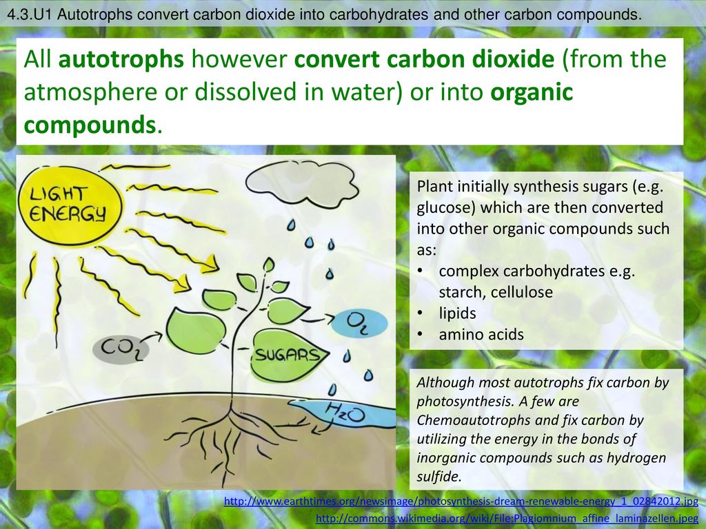 4.3.S1 Construct a diagram of the carbon cycle.