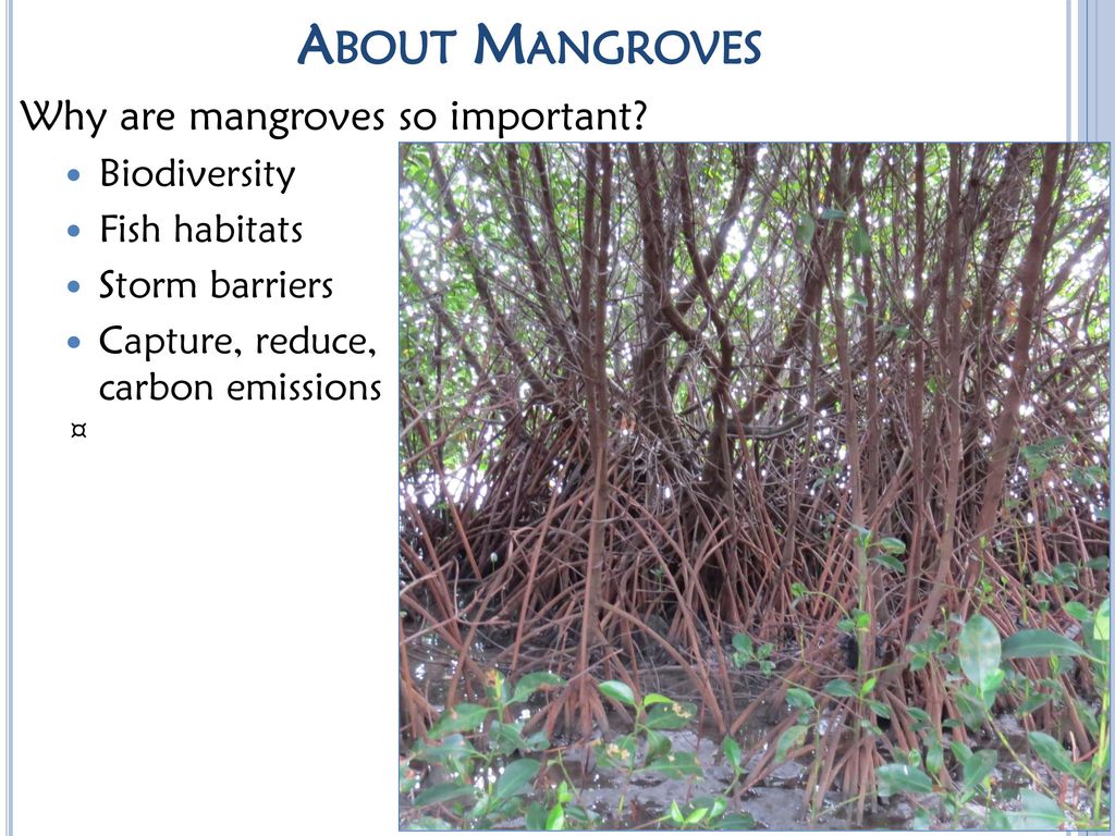 About Mangroves Why are mangroves so important Biodiversity