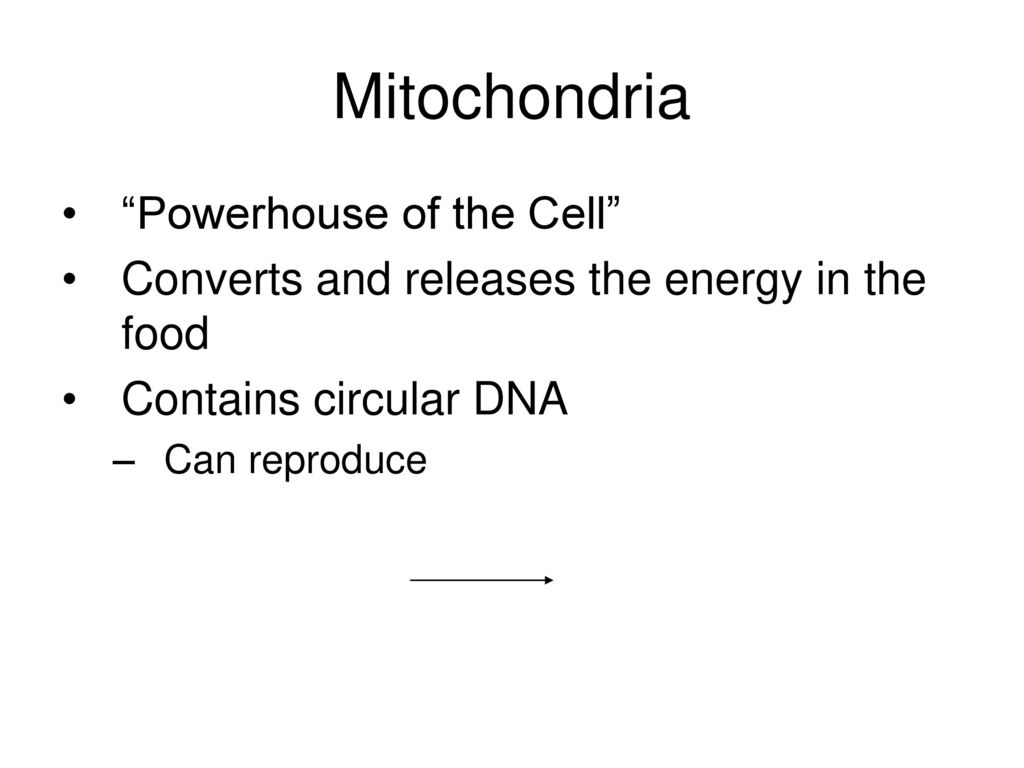 Mitochondria Powerhouse of the Cell