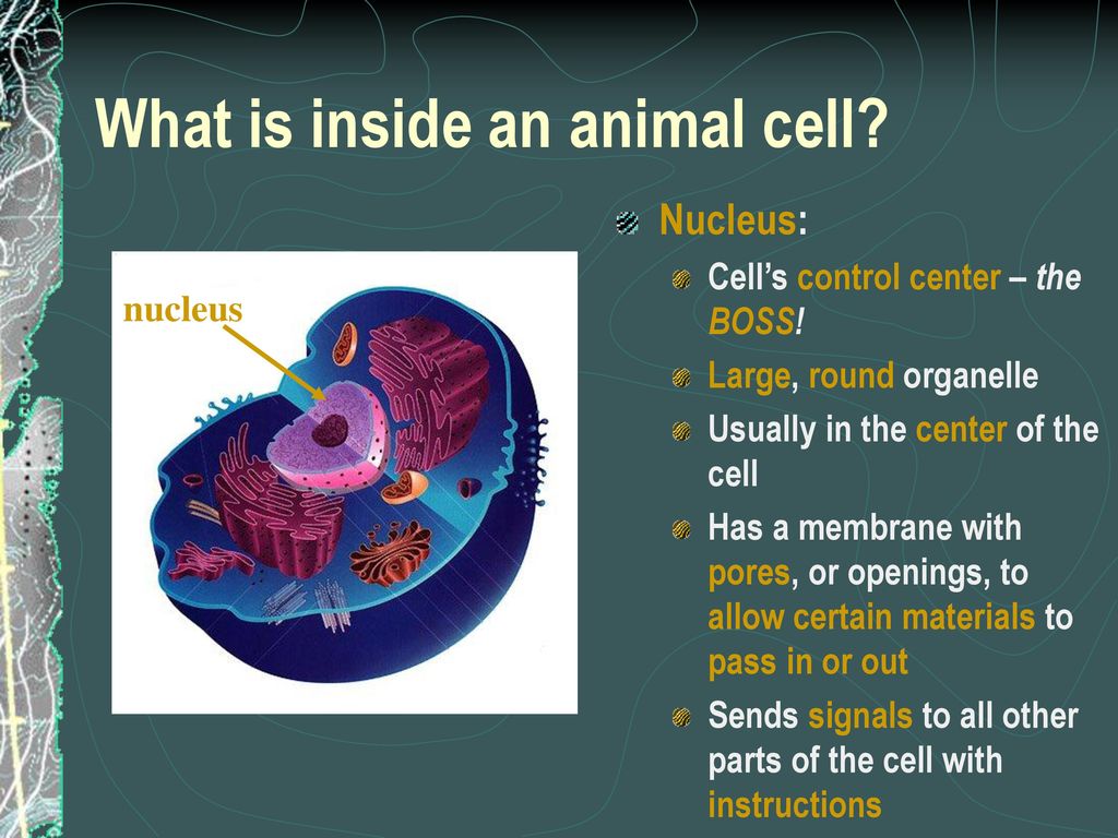 What is inside an animal cell
