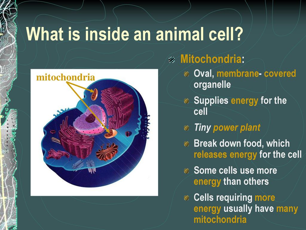 What is inside an animal cell