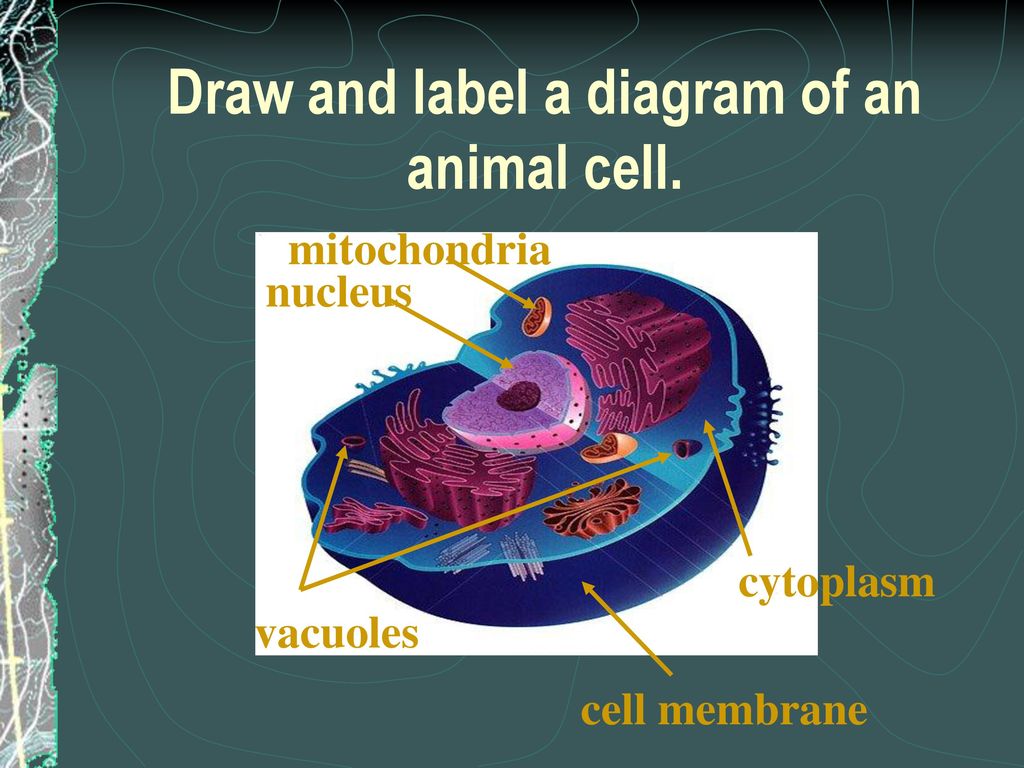 Draw and label a diagram of an animal cell.