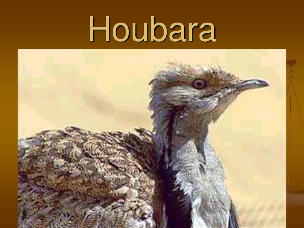 Houbara