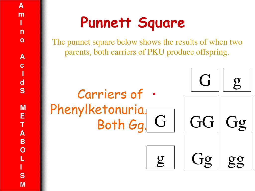phenylketonuria punnett square