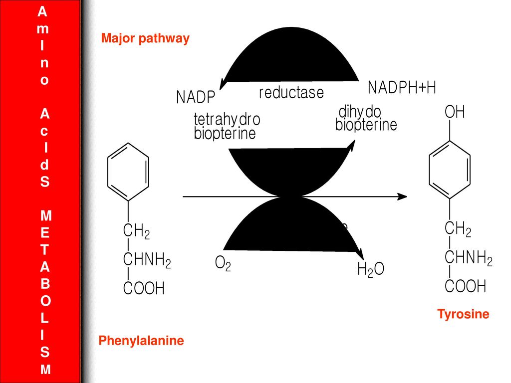 A M I N O C D S M E T B O L Phenylalanine Ppt Download