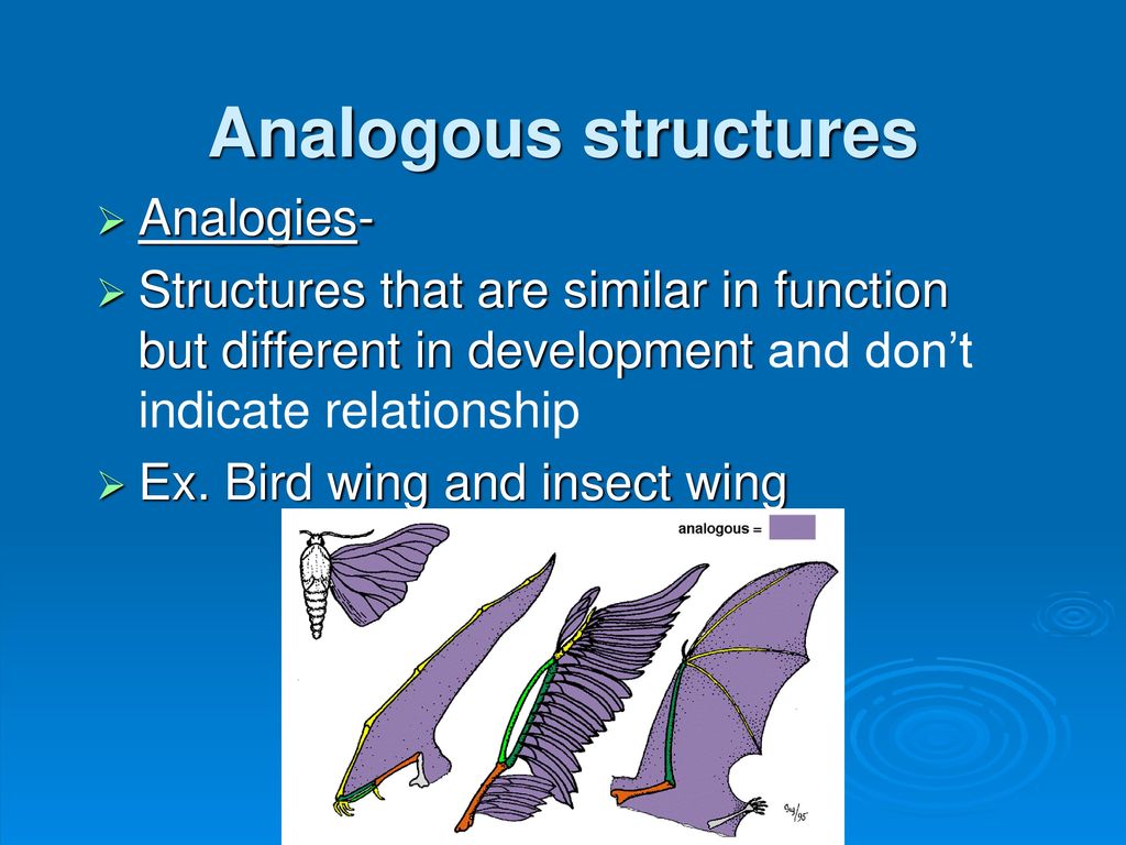 Evidence for evolution - ppt download