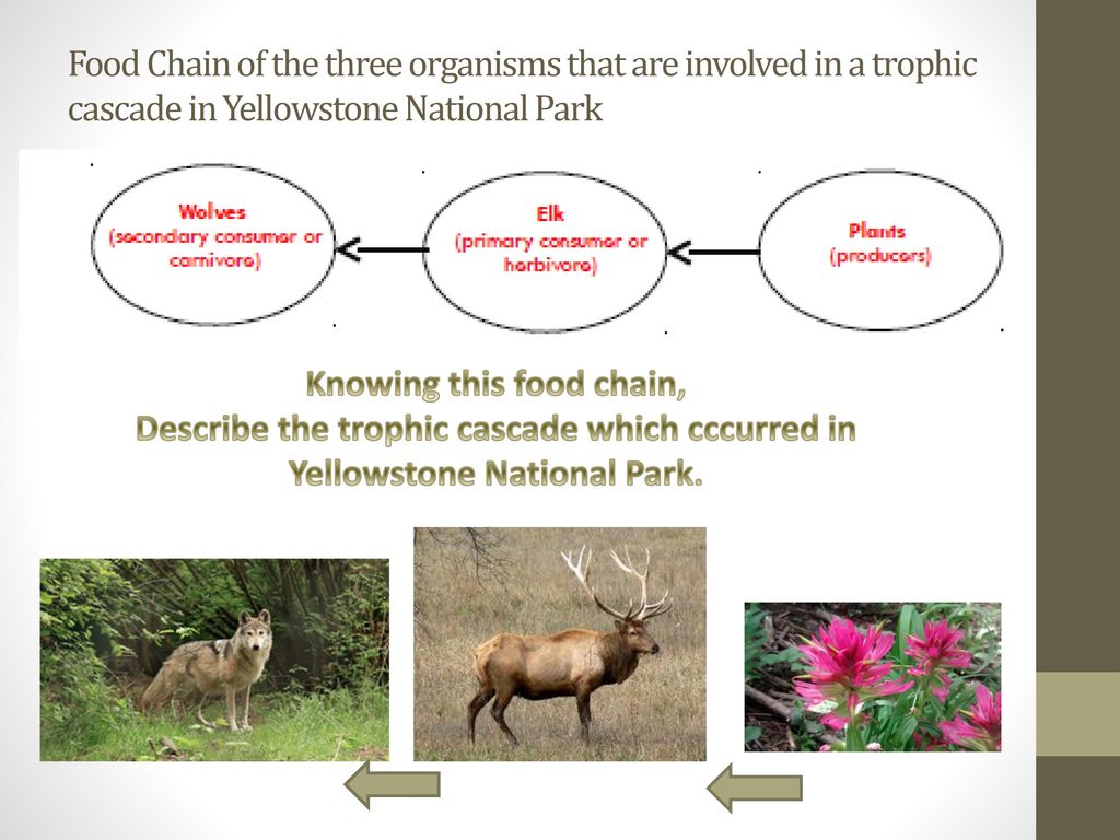 Community Interactions: Biology Diagrams