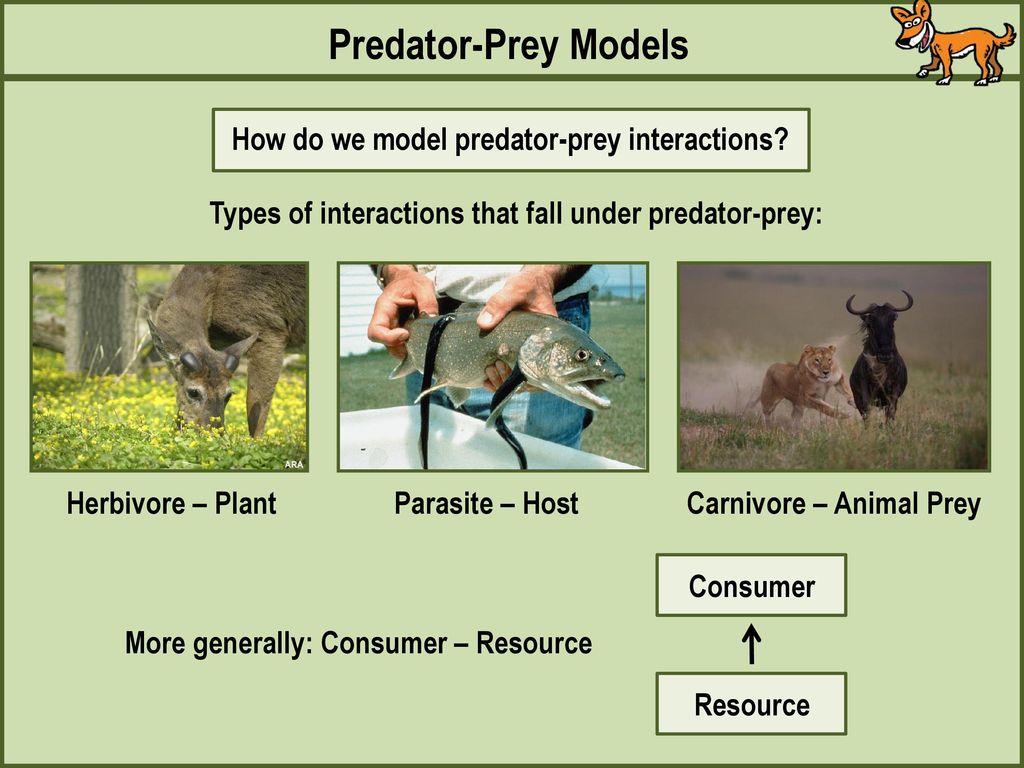 Predator-Prey Models How do we model predator-prey interactions