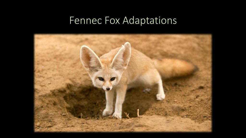 Adaptation Lesson ppt download