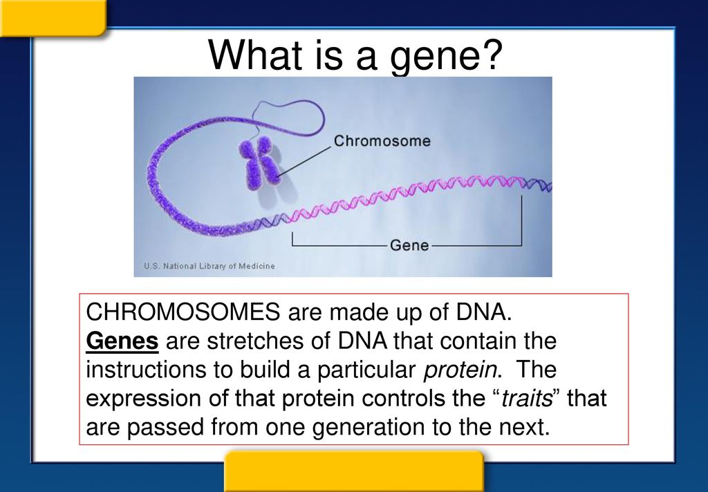 Gregor Mendel was a monk, known as the “Father of Genetics” - ppt download
