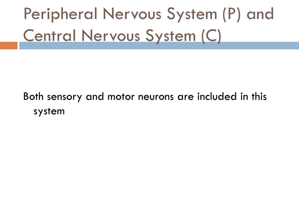 Peripheral Nervous System (P) and Central Nervous System (C)