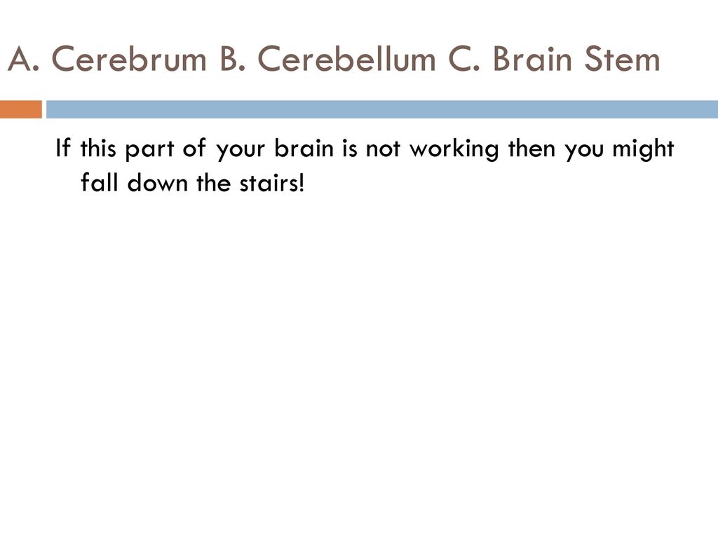 A. Cerebrum B. Cerebellum C. Brain Stem