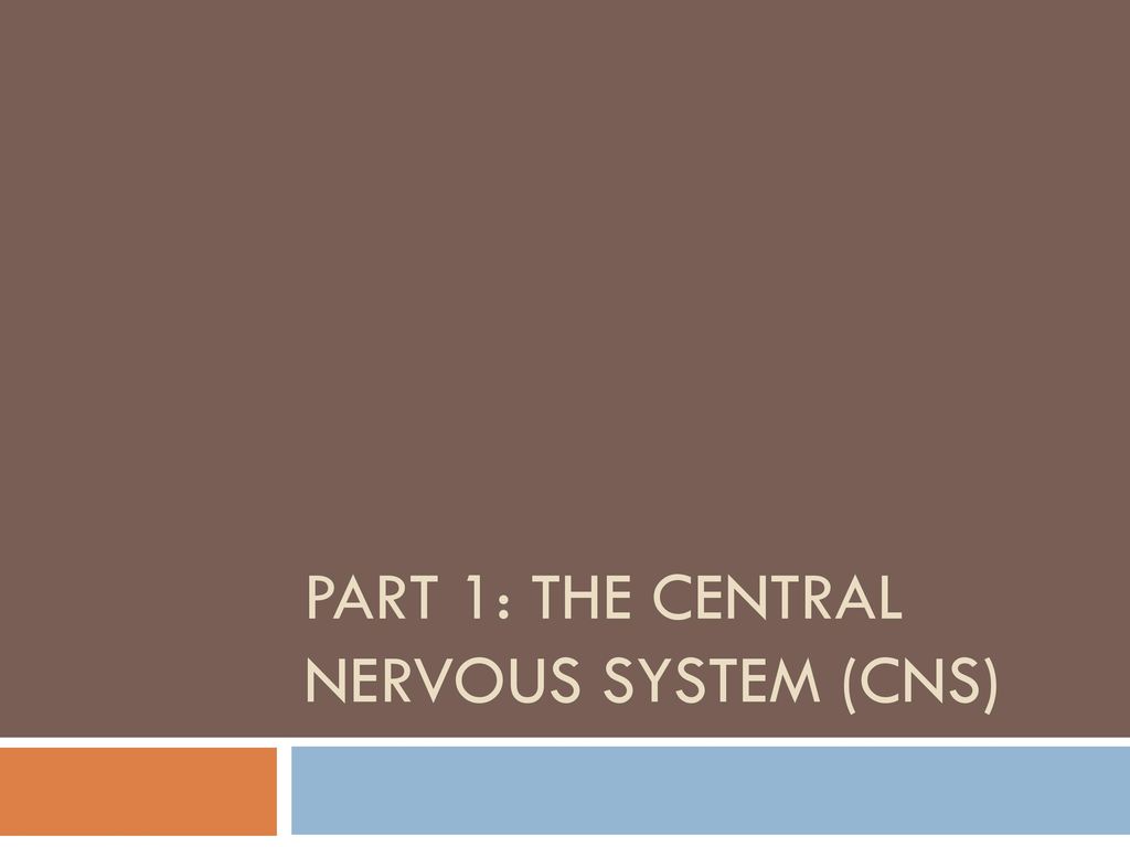 PART 1: THE CENTRAL NERVOUS SYSTEM (CNS)