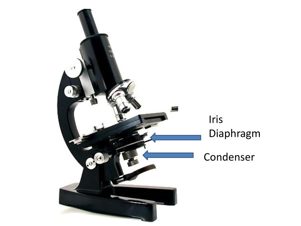 Функция револьвера в микроскопе. Строение микроскопа конденсор. Конденсор и диафрагма микроскопа. Конденсор оптического микроскопа. Световой микроскоп конденсор.