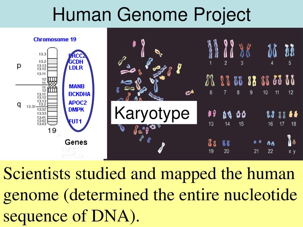 Расшифрованные геномы. Проект геном человека. Проект геном человека кратко. Человека" ("Human Genome Project") .. Программа геном человека.