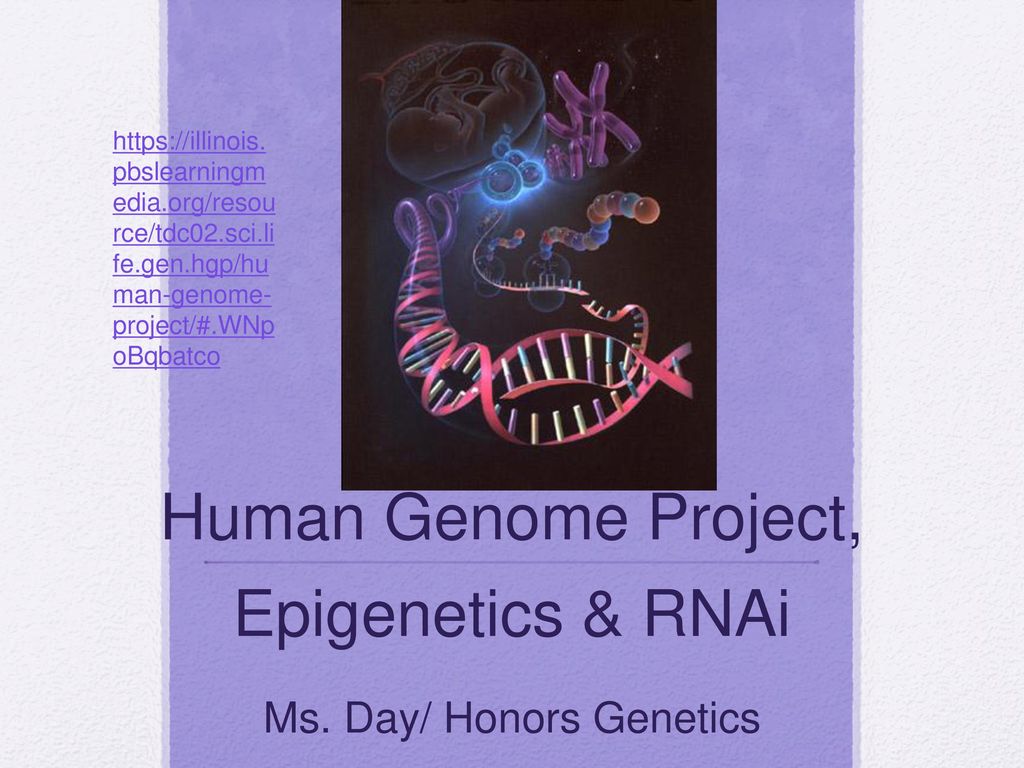 Human Genome Project, Epigenetics & RNAi Ms. Day/ Honors Genetics