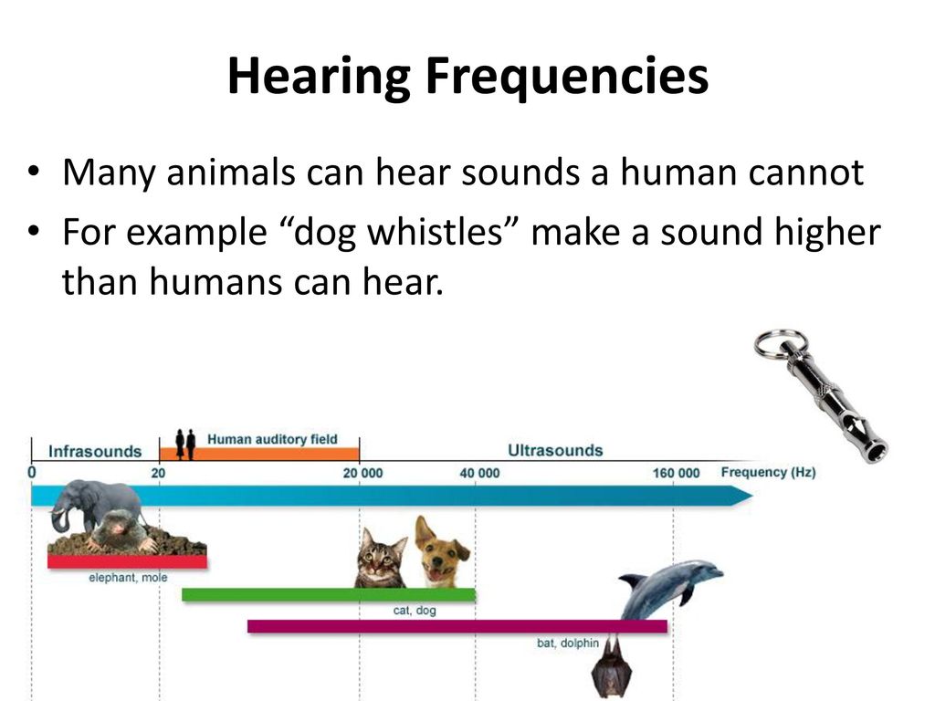 Hearing, Hearing Loss and the Human Ear - ppt download