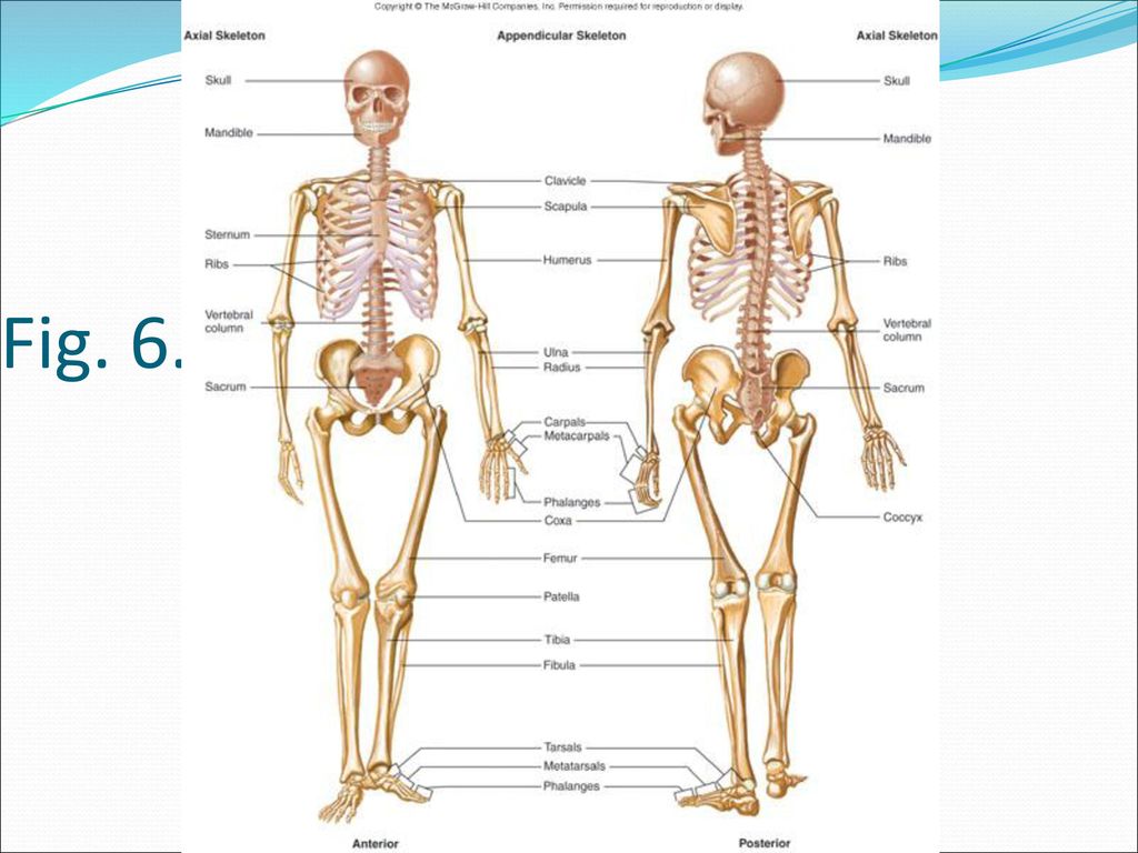 Скелет участвует в обмене. Костная система человека скелет. Человеческий скелет анатомия. Осевой скелет человека с названием костей. Строение скелета человека с названиями костей анатомия.