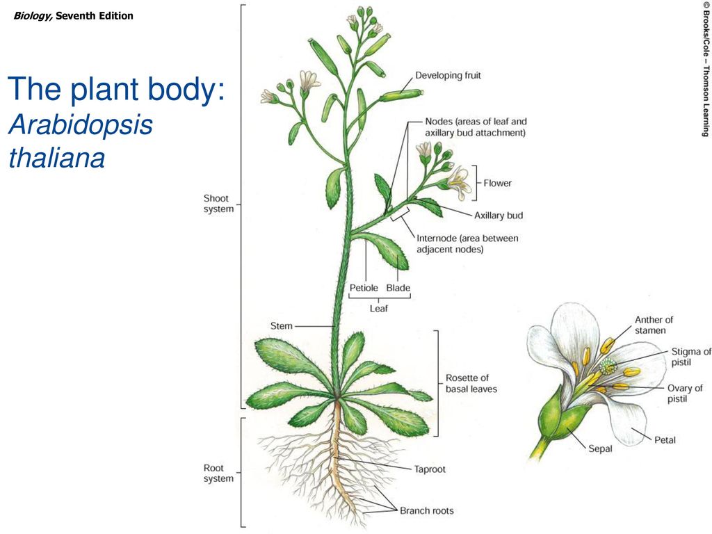Plant body. Arabidopsis thaliana плод. Арабидопсис морфология. Plant Biology Plant structure. Рисунок растения арабидопсис.
