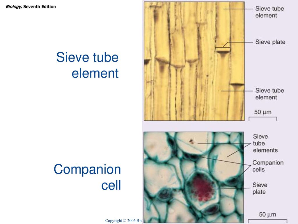 Plant Structure, Growth, and Differentiation - ppt download