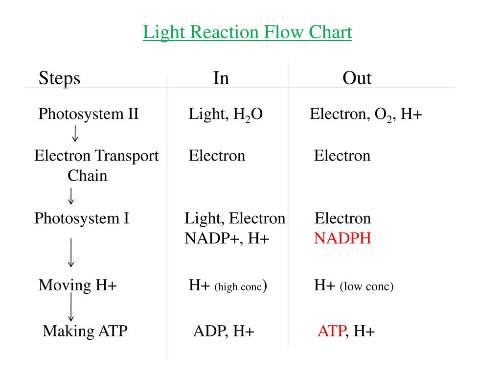 Light Reaction Flow Chart