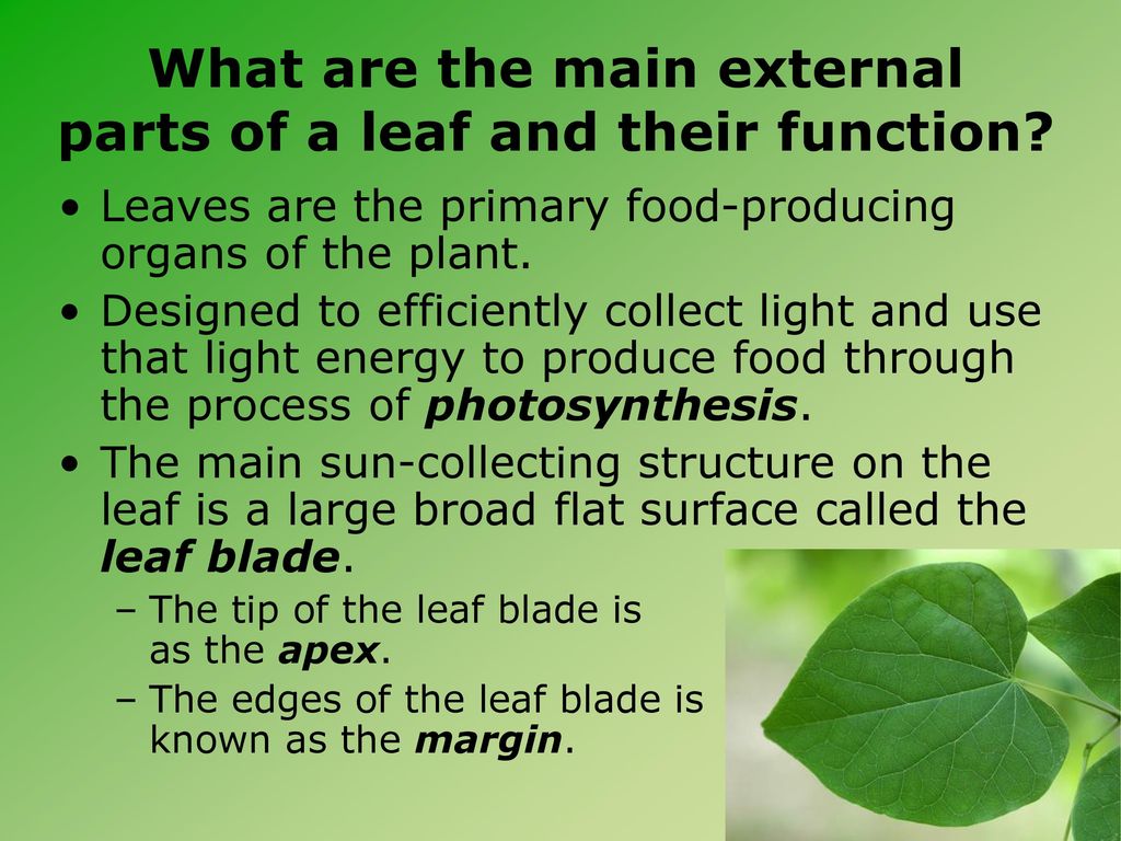 The External Structures of Leaves