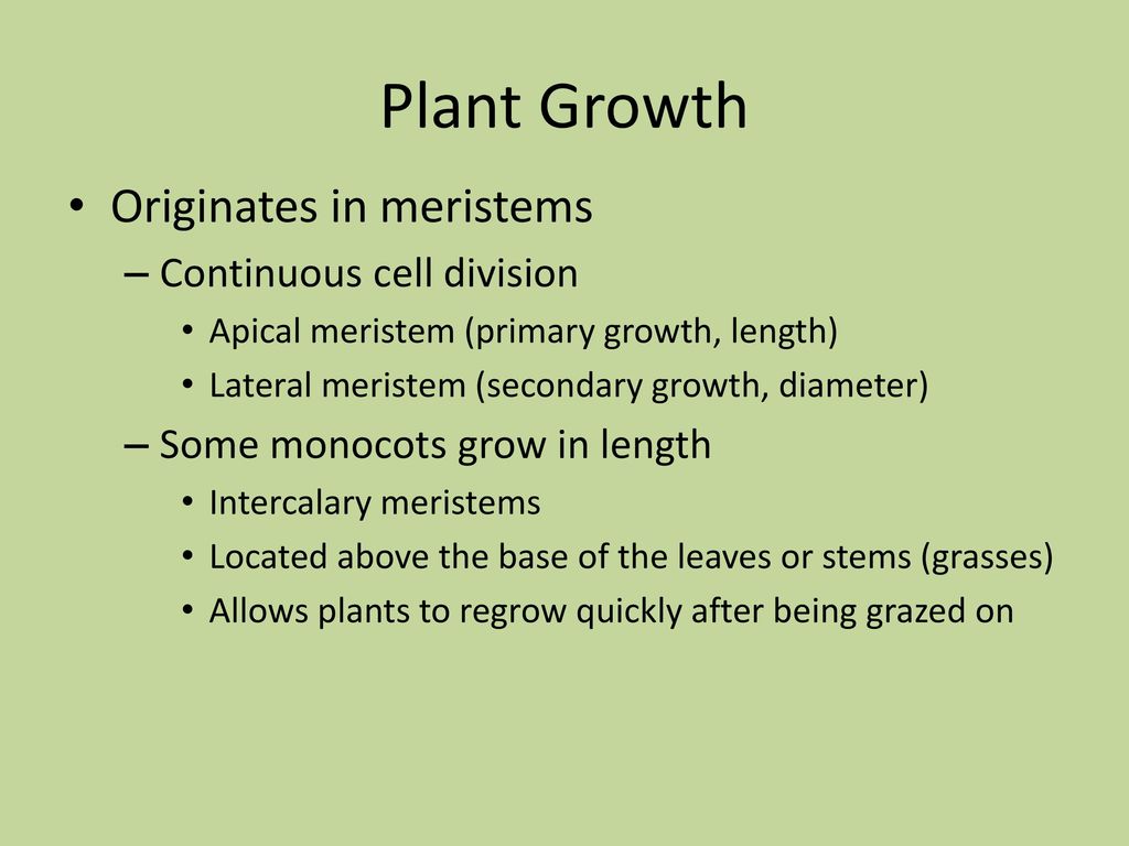 Plant Structure and Function - ppt download